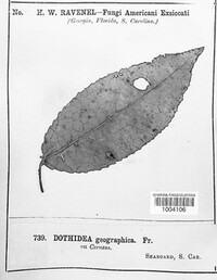 Dothidea geographica image
